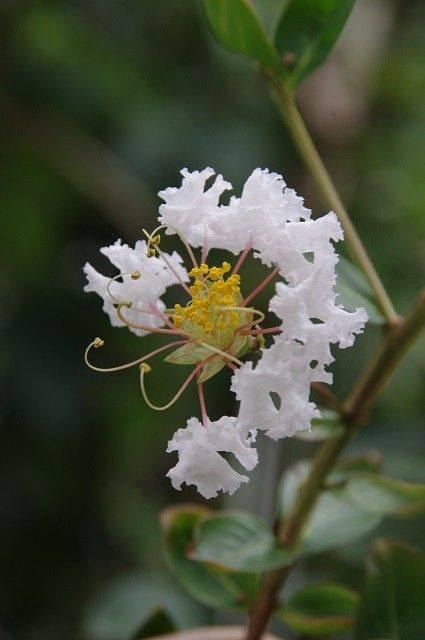 色々な花たち