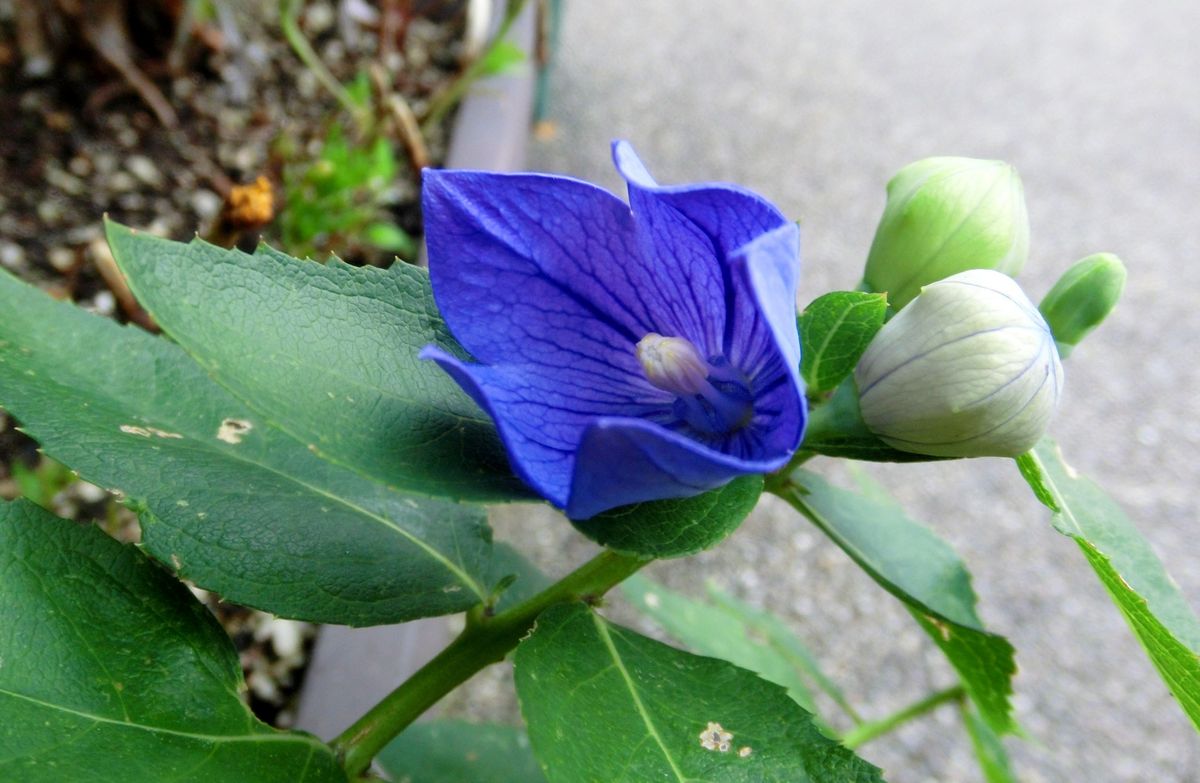 青系のお花たち