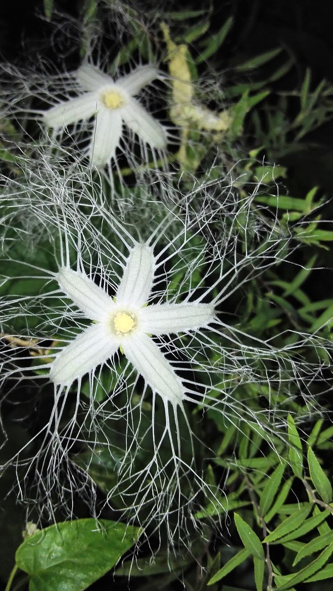 自然は凄いです、🌌カラスウリの花