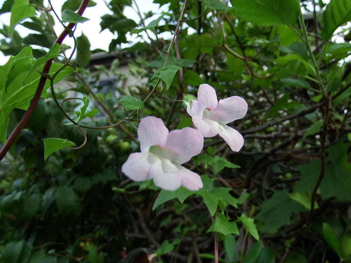 暑い中、爽やかに咲いてるピンク花