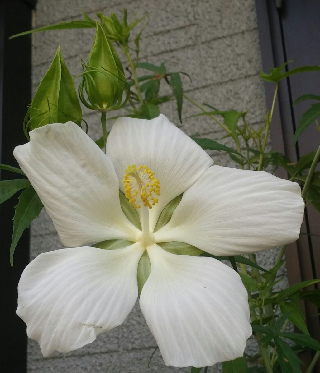 モミジアオイ🌺開花