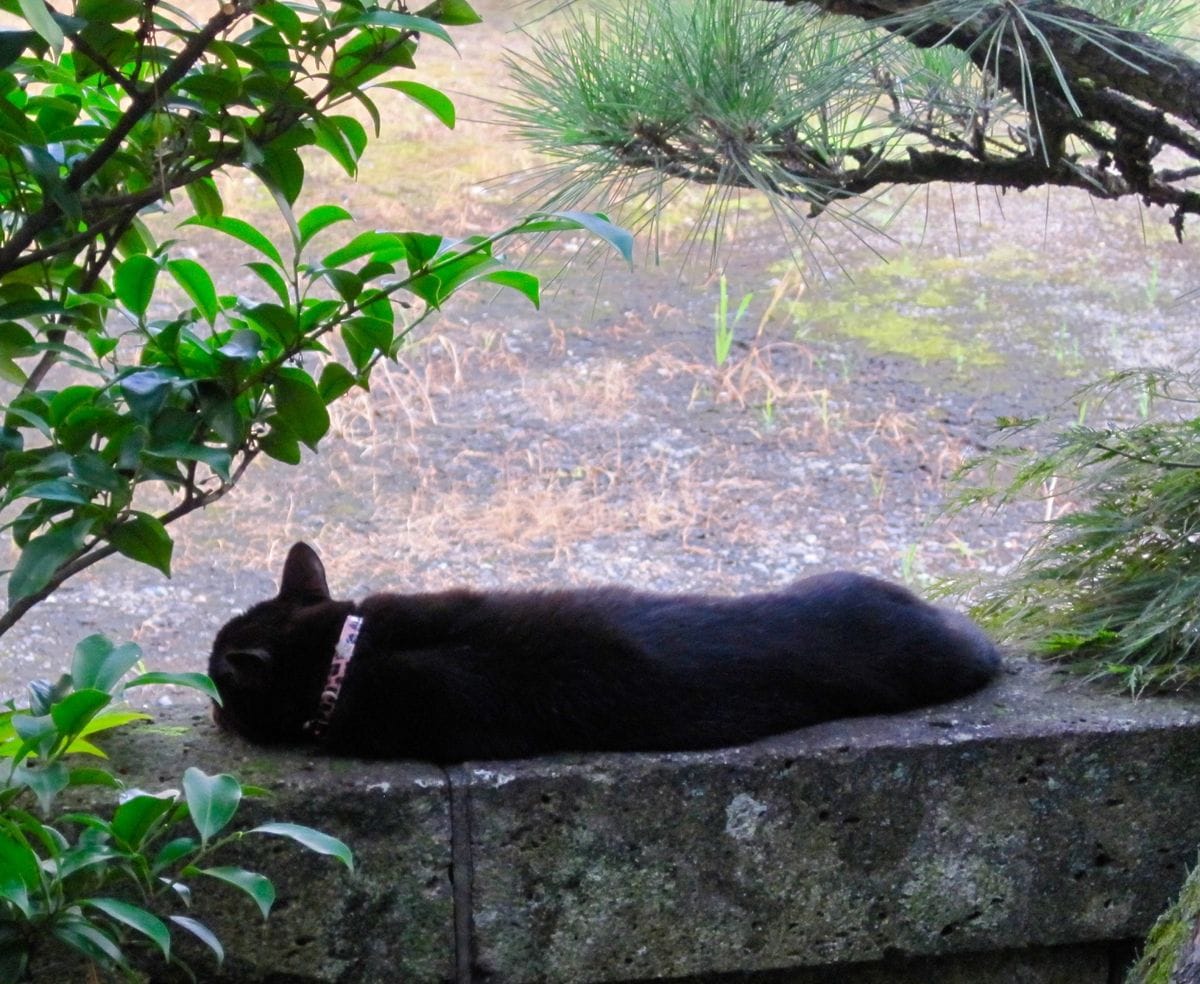 猛暑を彩るマツバギク　＜おまけ＞付き