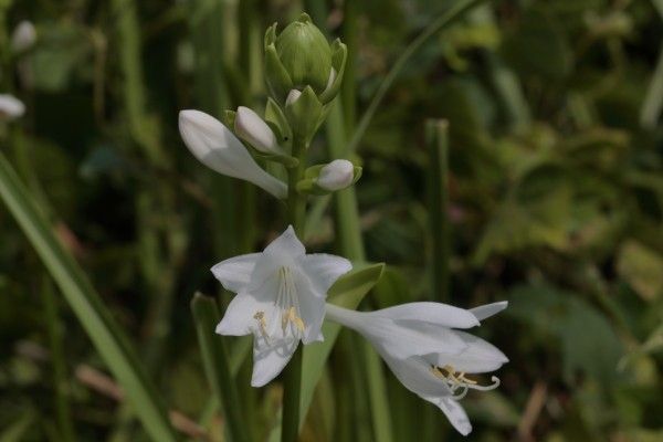 白い花が咲いております