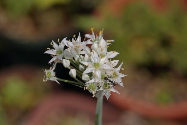 白い花が咲いております