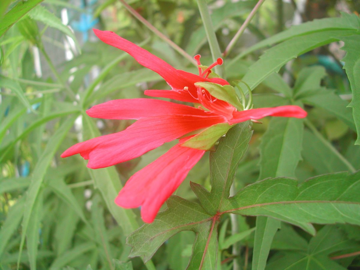 変わった形の花が、、、、