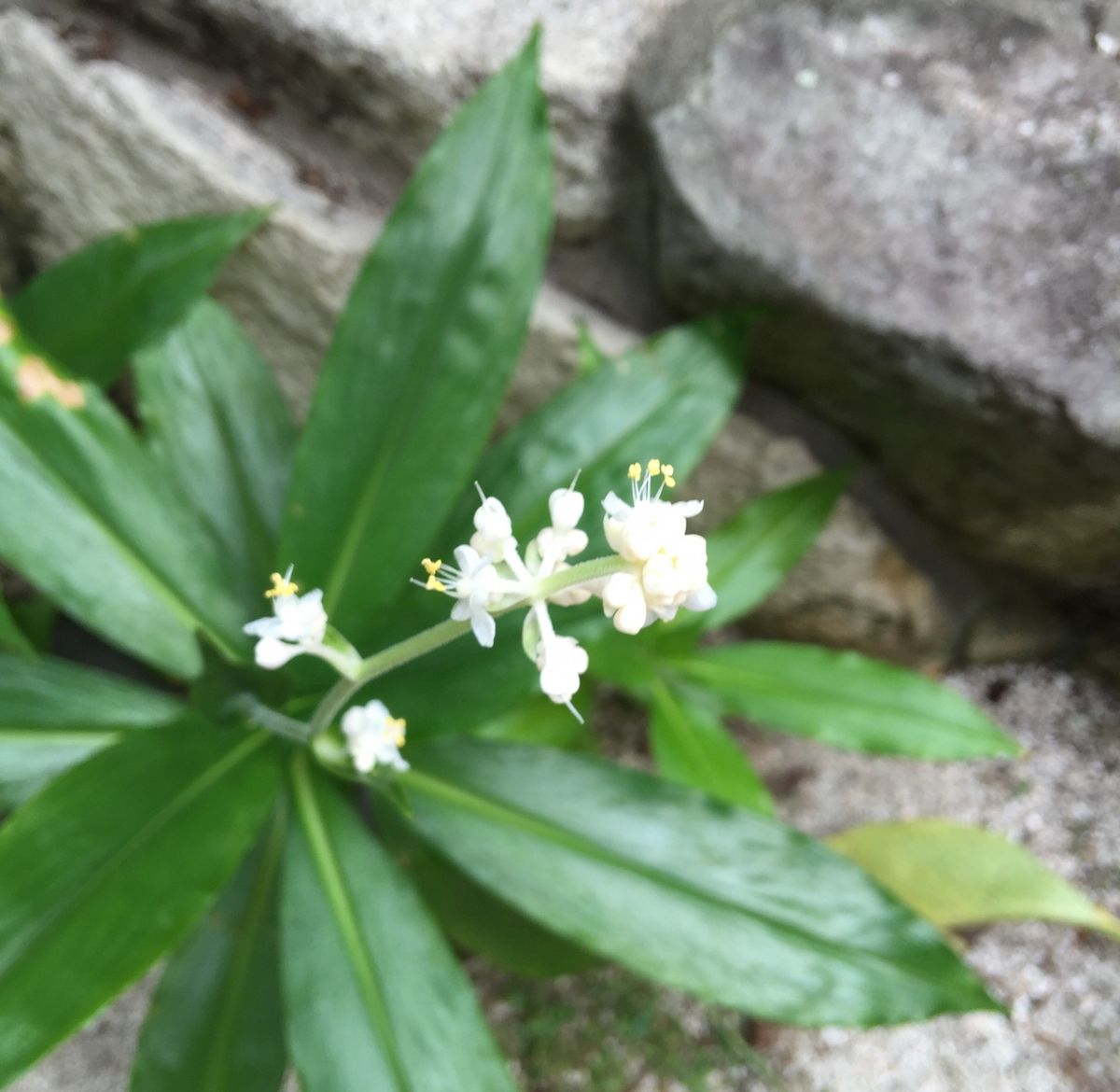 今日の花   3