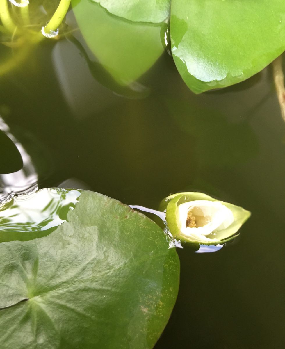 今日の花