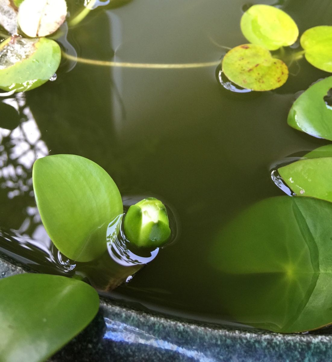 今日の花