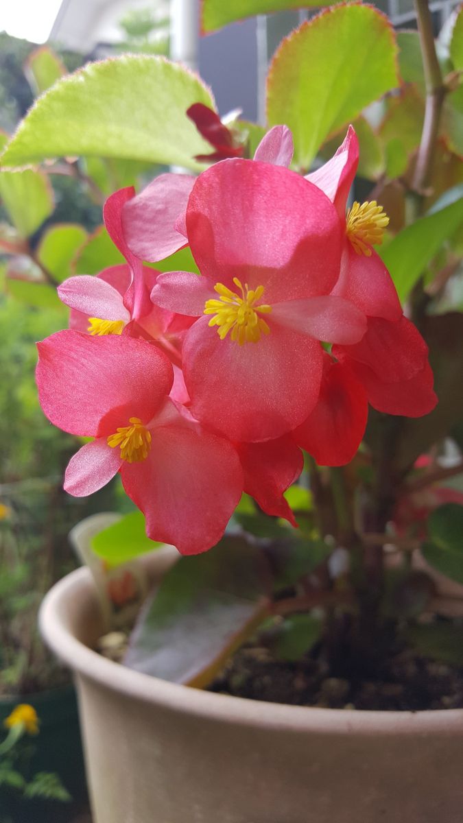 木立ベゴニア　～本日の実家の花