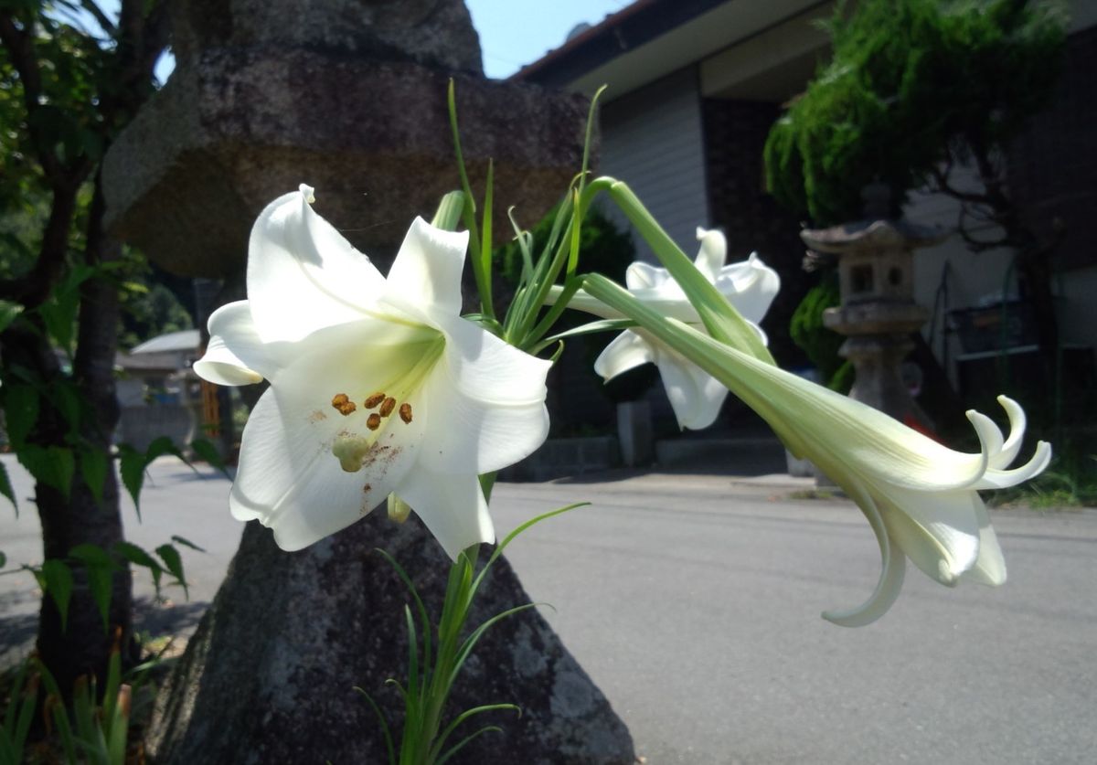 地蔵盆供養