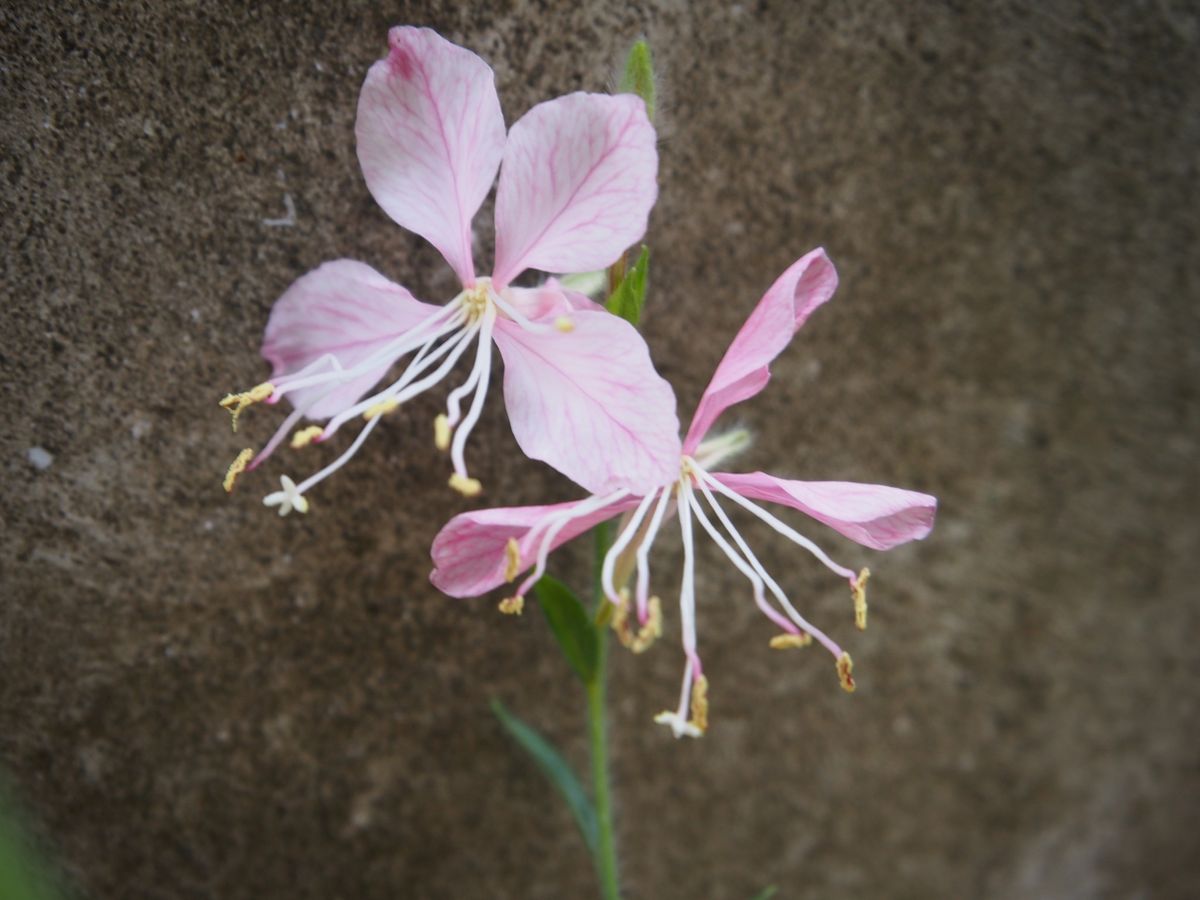 初花のガウラとビオラ