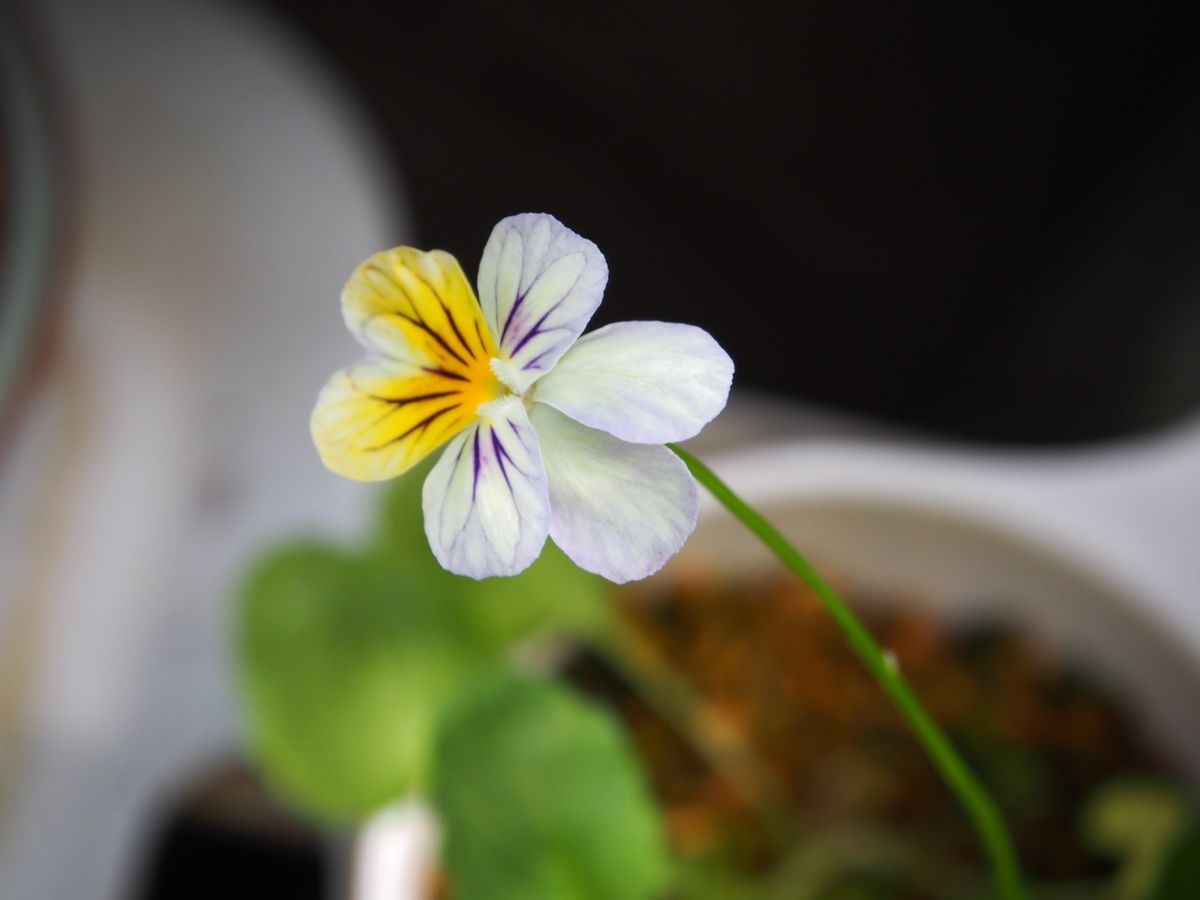 初花のガウラとビオラ