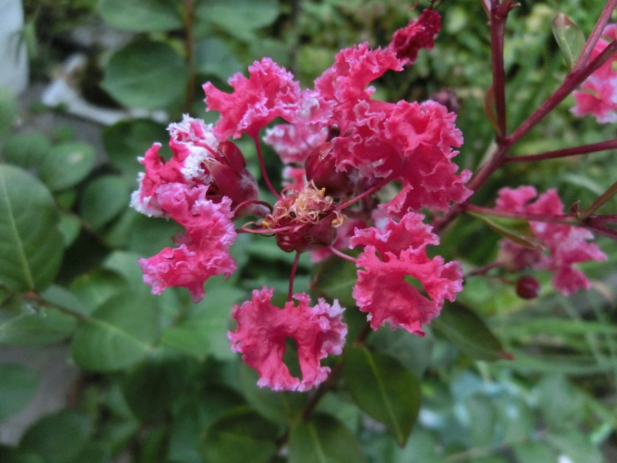 朝の花（夏に咲く小さな花）、