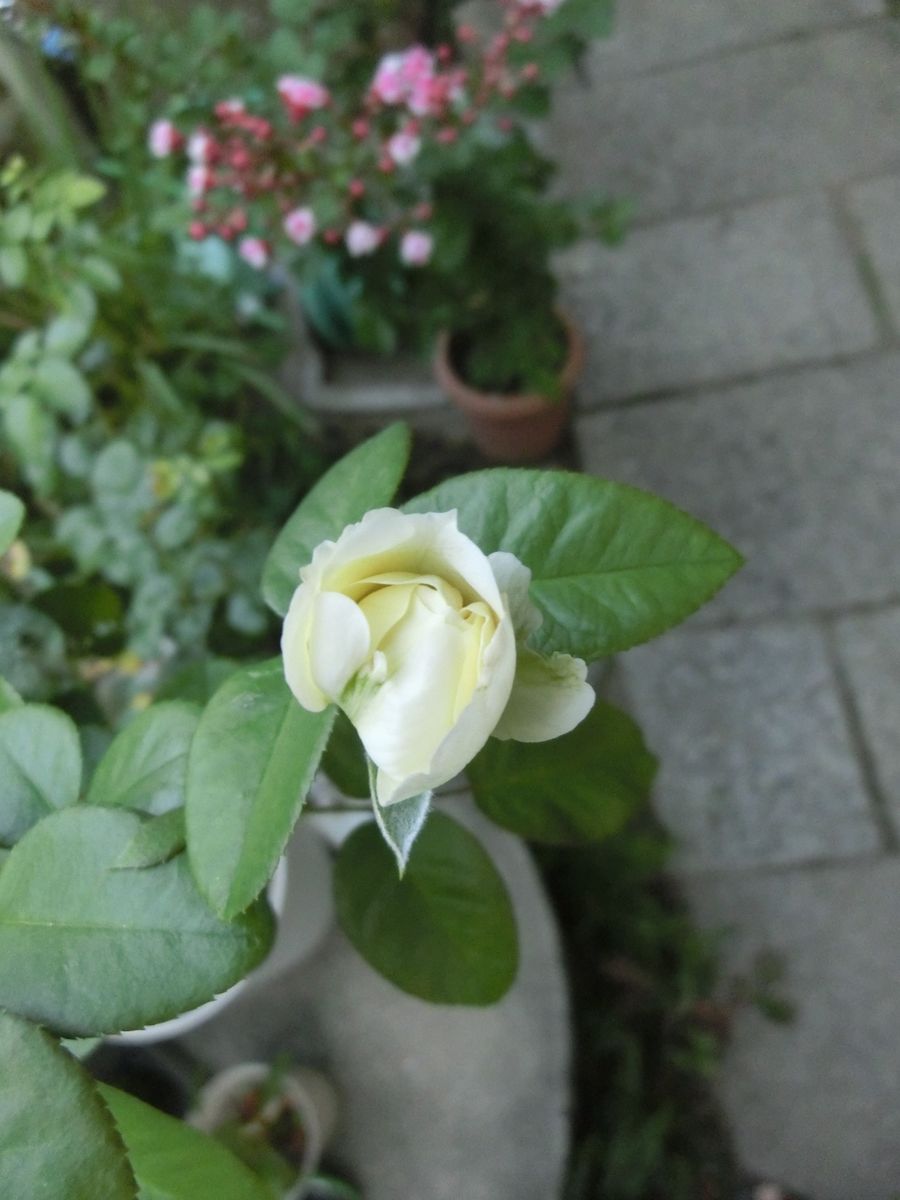 朝の花（夏に咲く小さな花）、