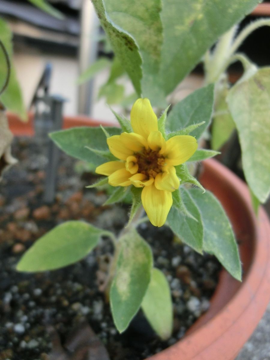 朝の花（夏に咲く小さな花）、