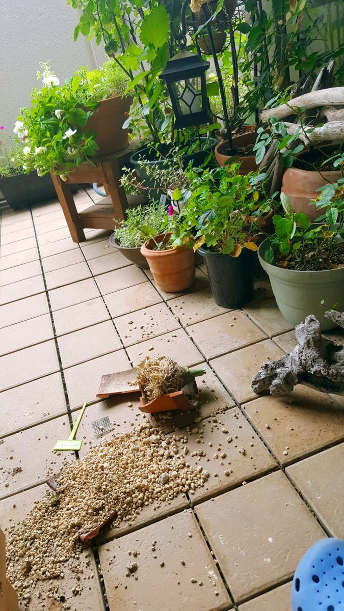 ハユハケオモトさん、事故にあう😢