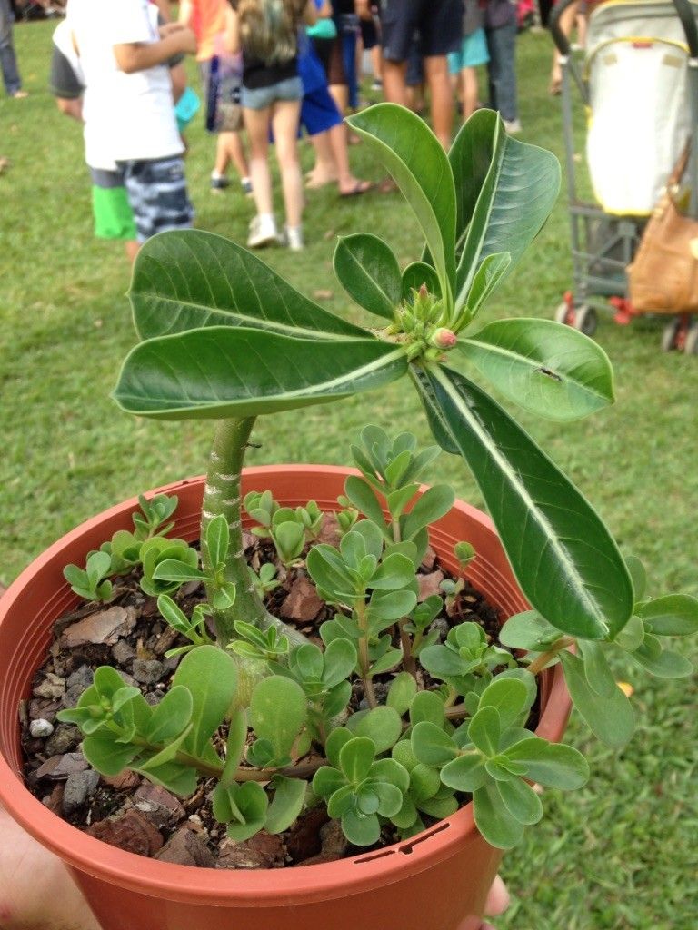 学校祭 ① 夫、寄せ植えを買う