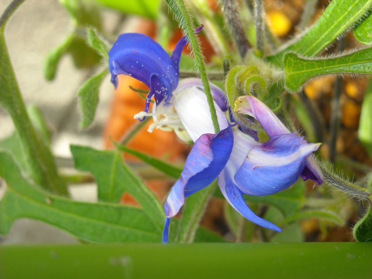 変化朝顔　開花。