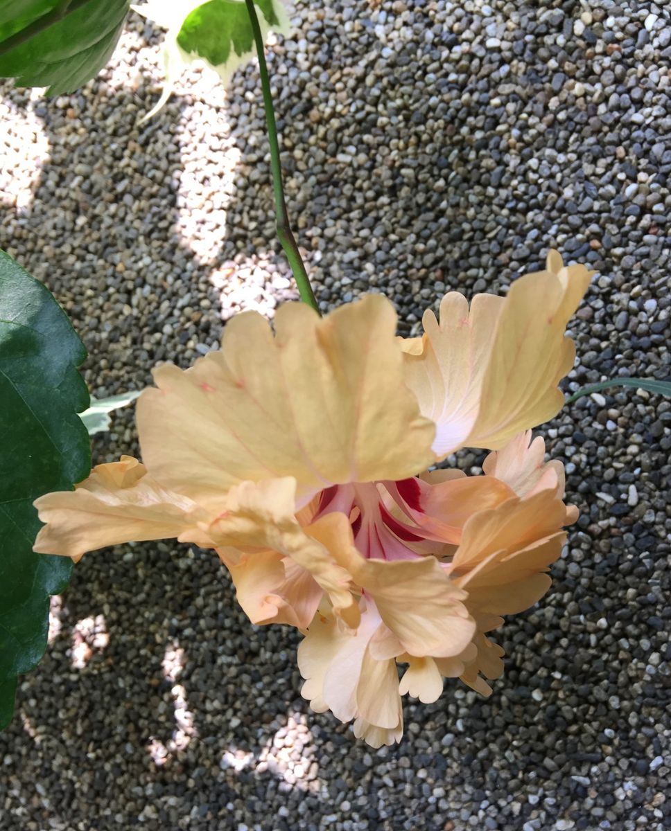 今日の花   2