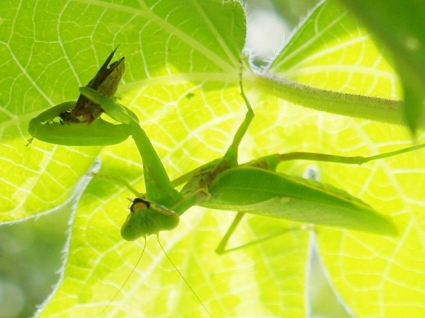 カメムシ退治はカマキリさんが[i:252]