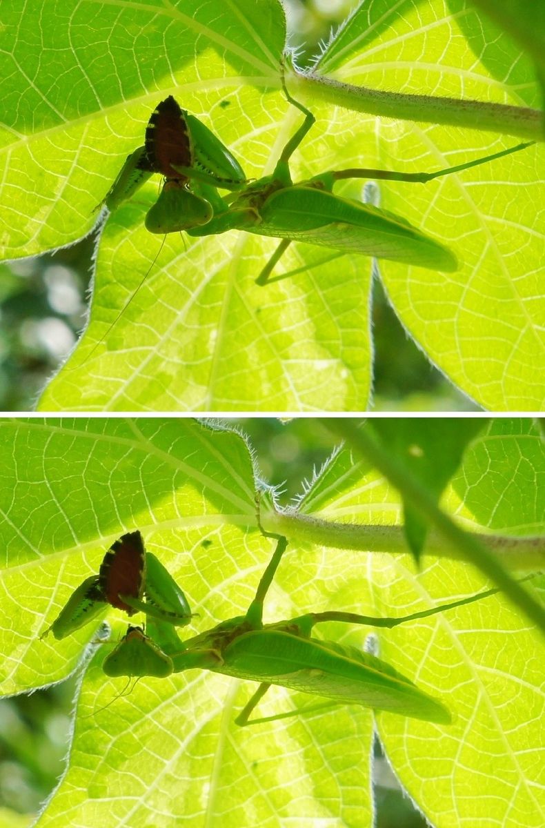 カメムシ退治はカマキリさんが[i:252]