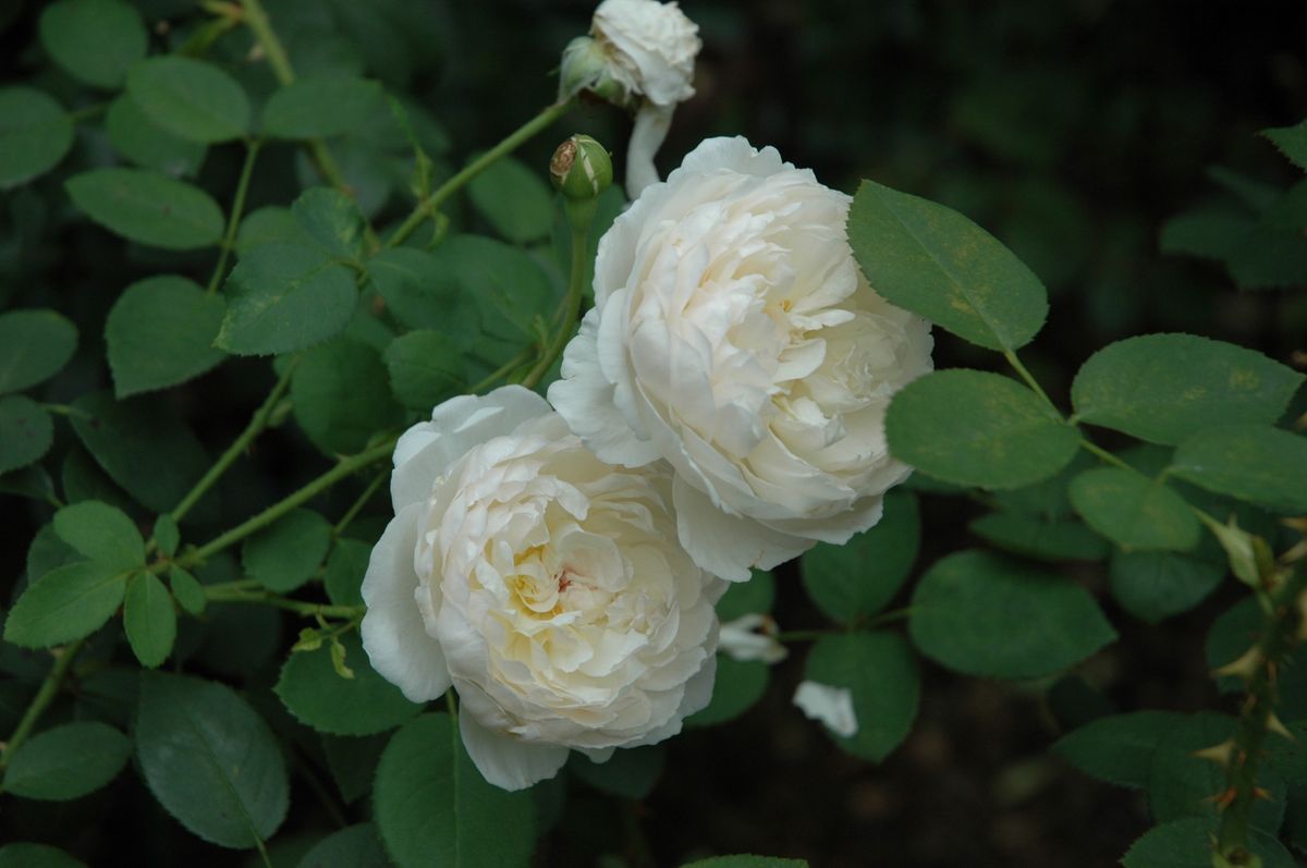 夏休みの薔薇　①