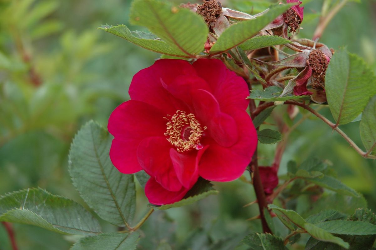 夏休みの薔薇　③