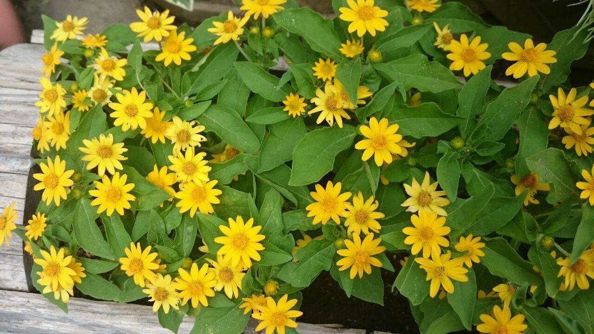 夏に元気なお花たち ～実家～