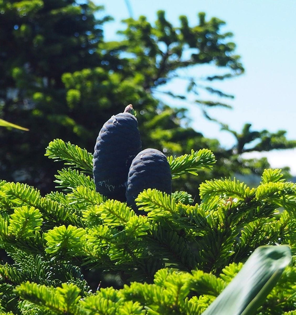 山だ！ 湿原だ！ そして 苔こっこー