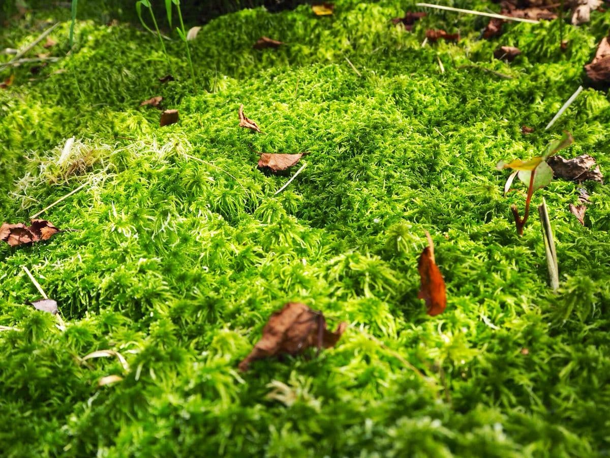 山だ！ 湿原だ！ そして 苔こっこー