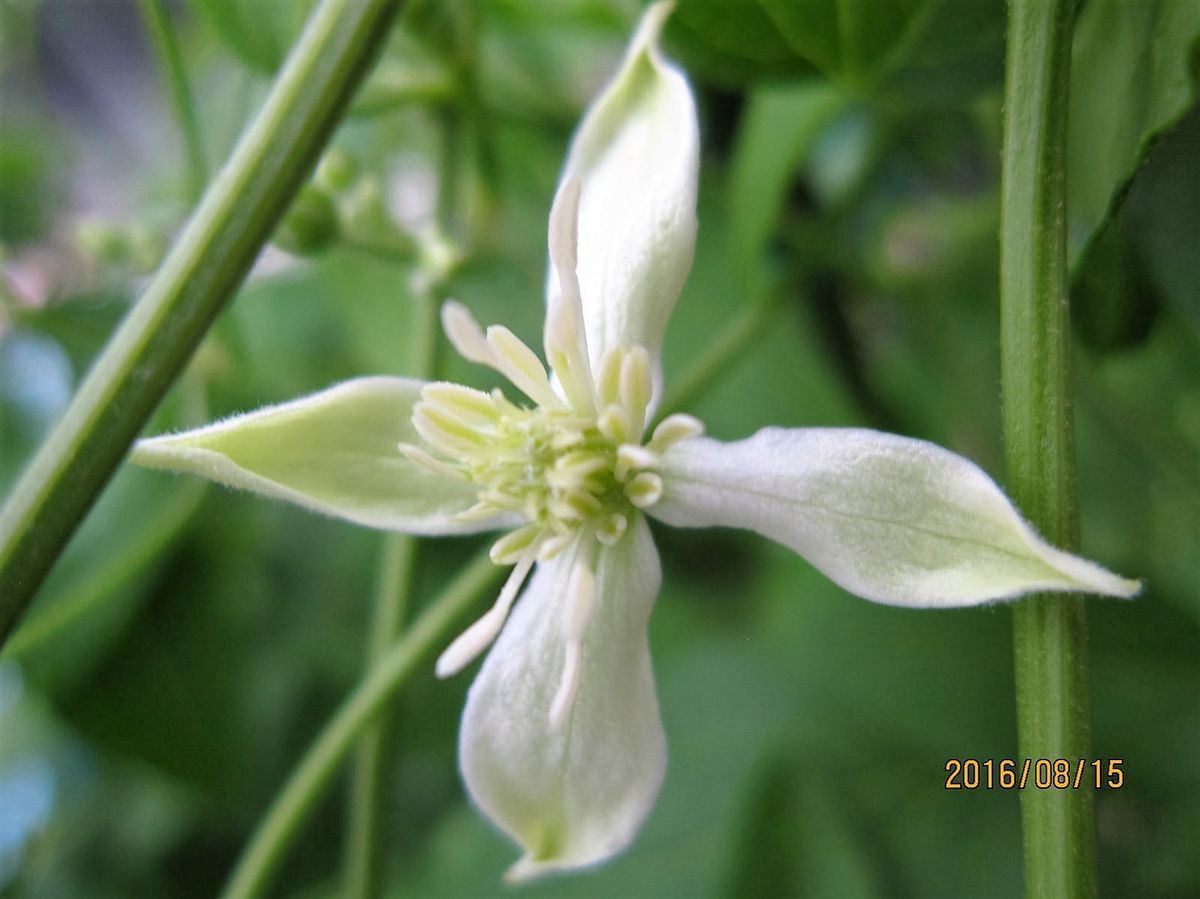 この花は❓