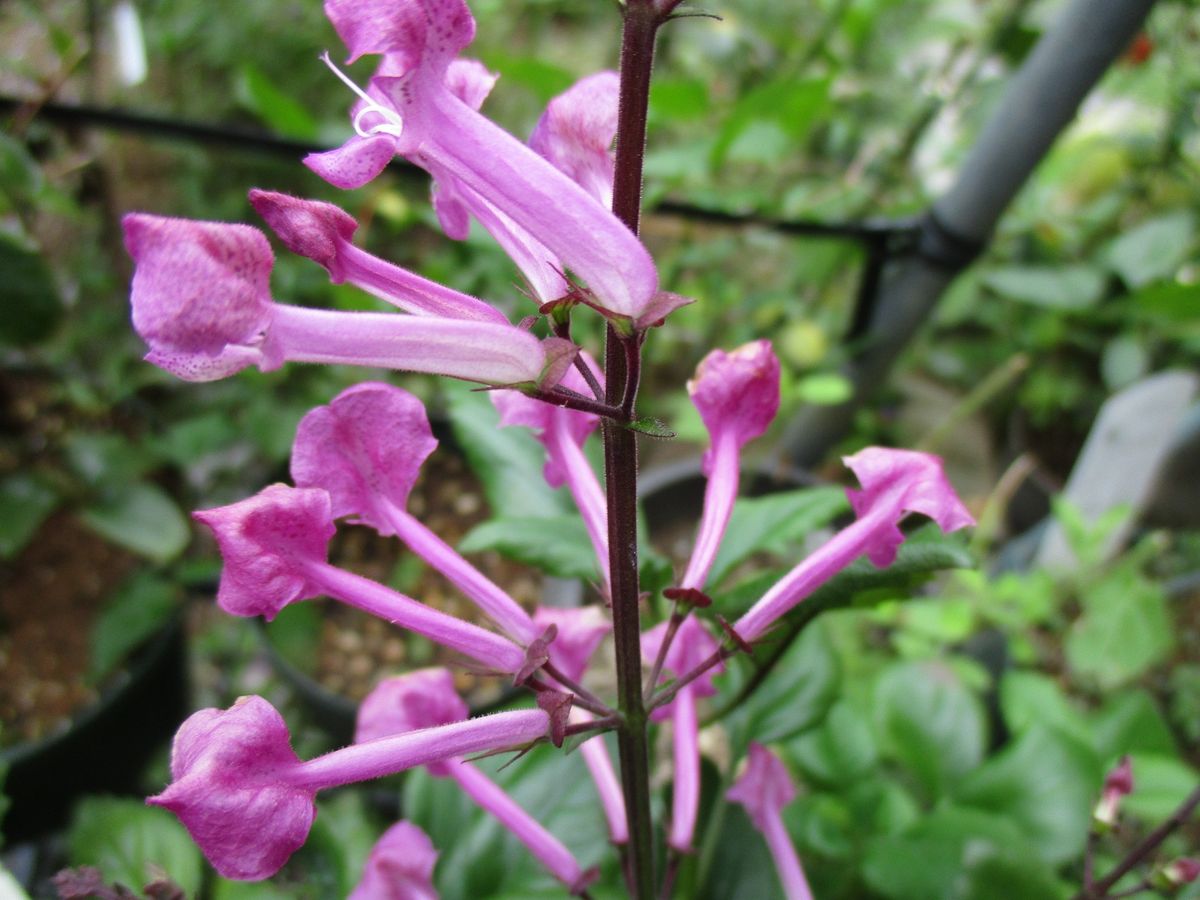 初めての花が咲きました。