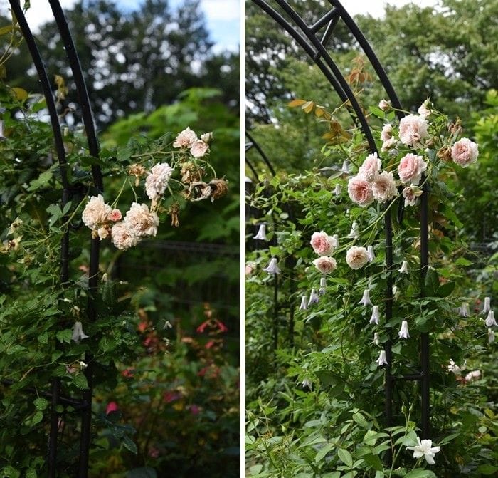 シュートの花がら切り。