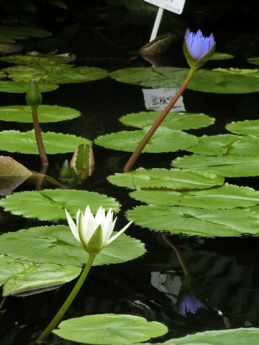 水もしたたる、いい“おハナ”