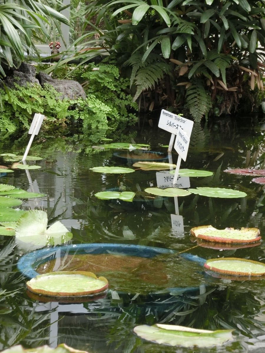 水もしたたる、いい“おハナ”