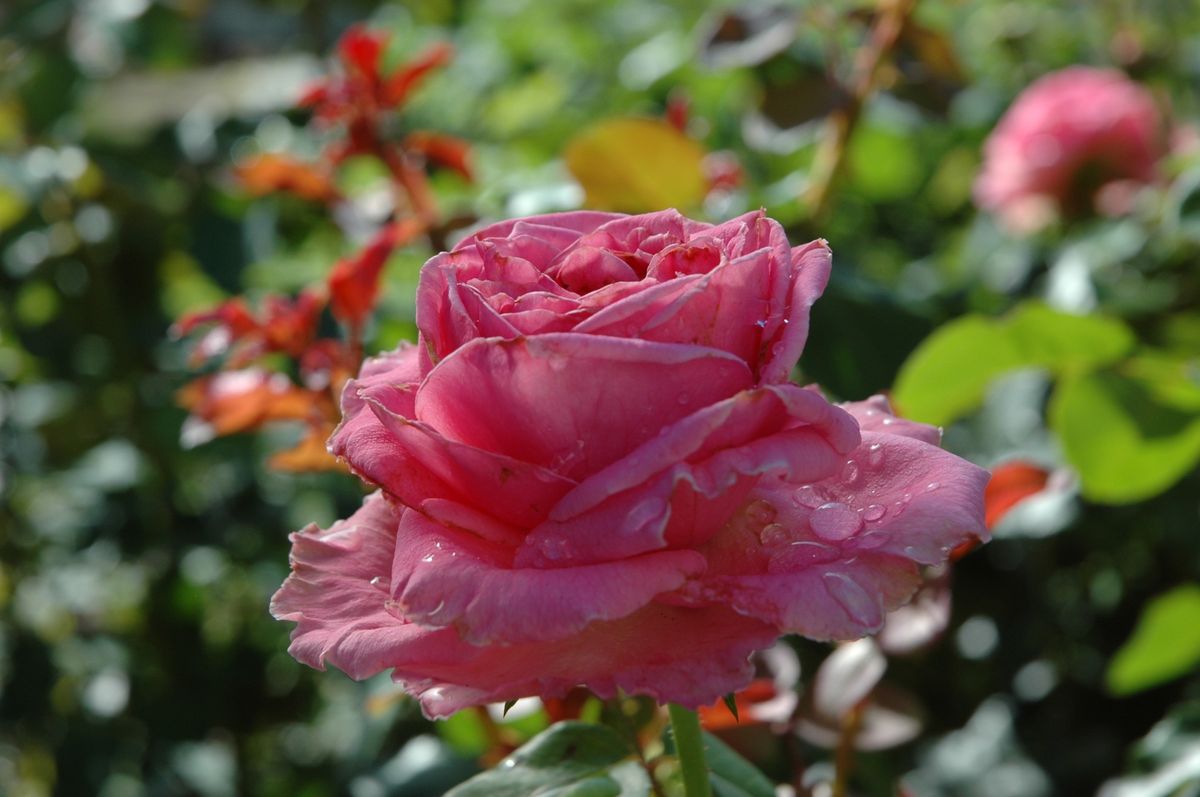 夏休みの薔薇　②