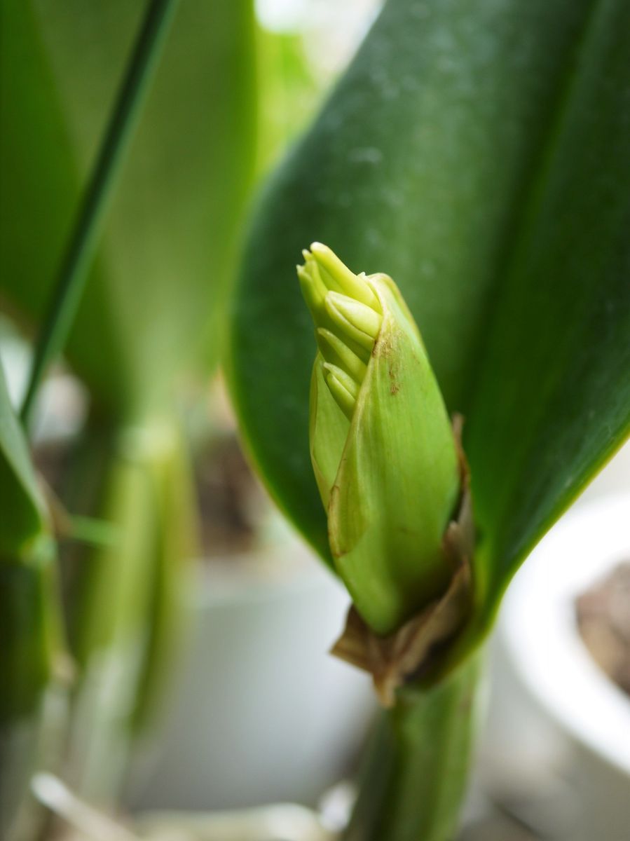 カトレアの蕾と、スタンホペアの花芽？