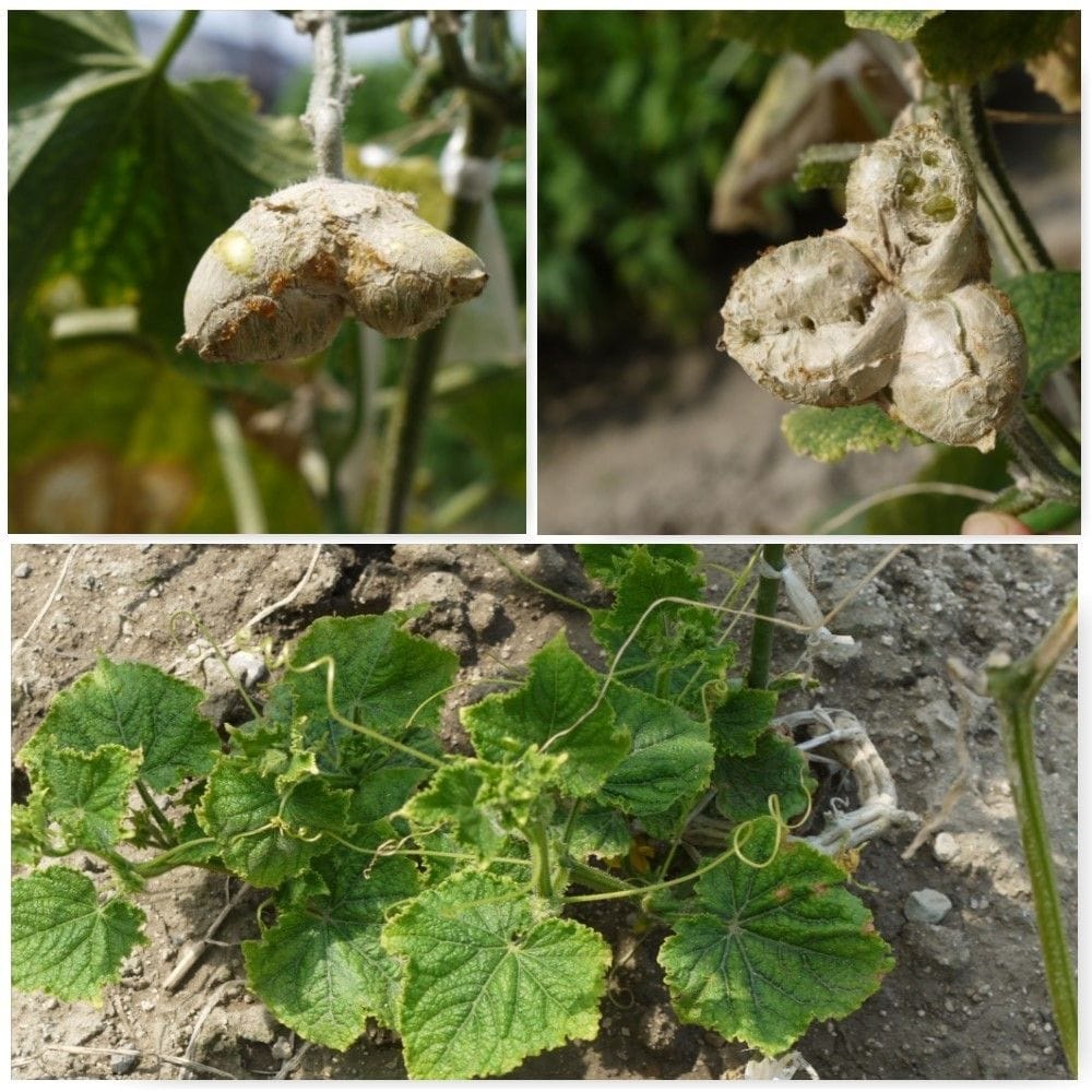 カトレアの蕾と、スタンホペアの花芽？