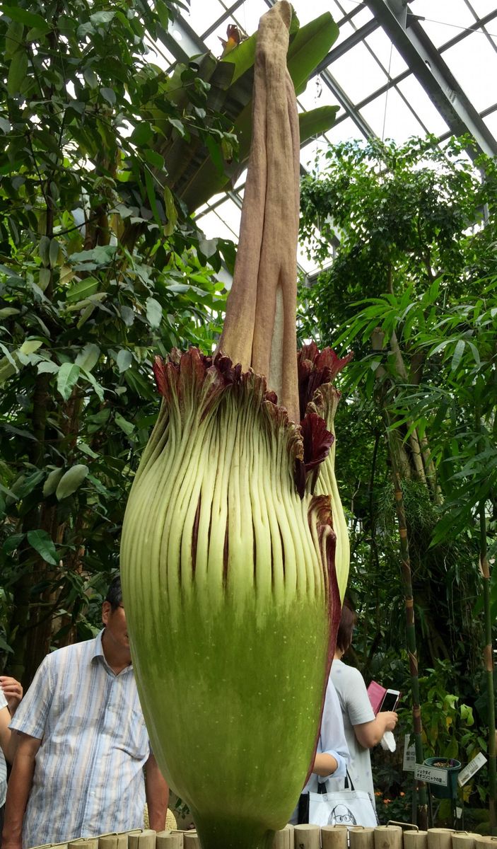 筑波実験植物園のショクダイオオコンニャク☆