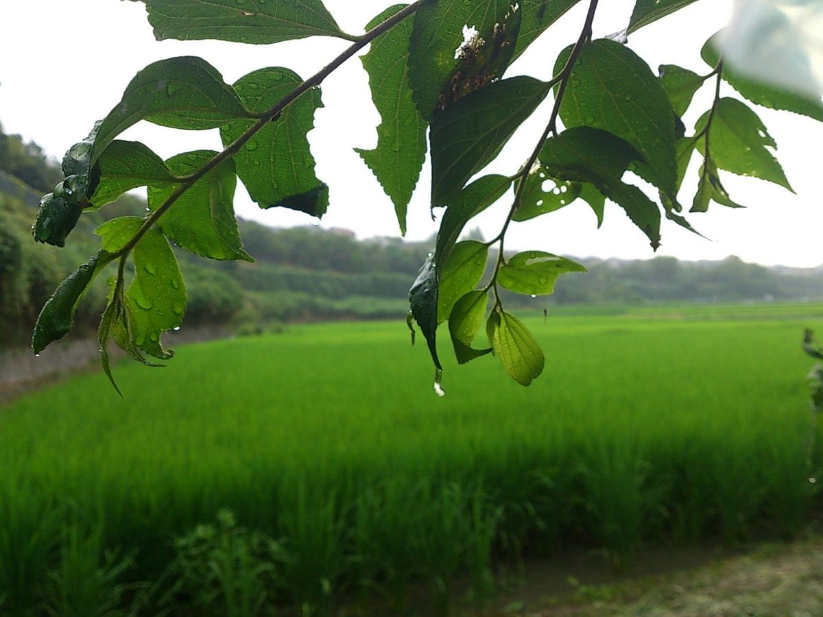 雨ありがとう！