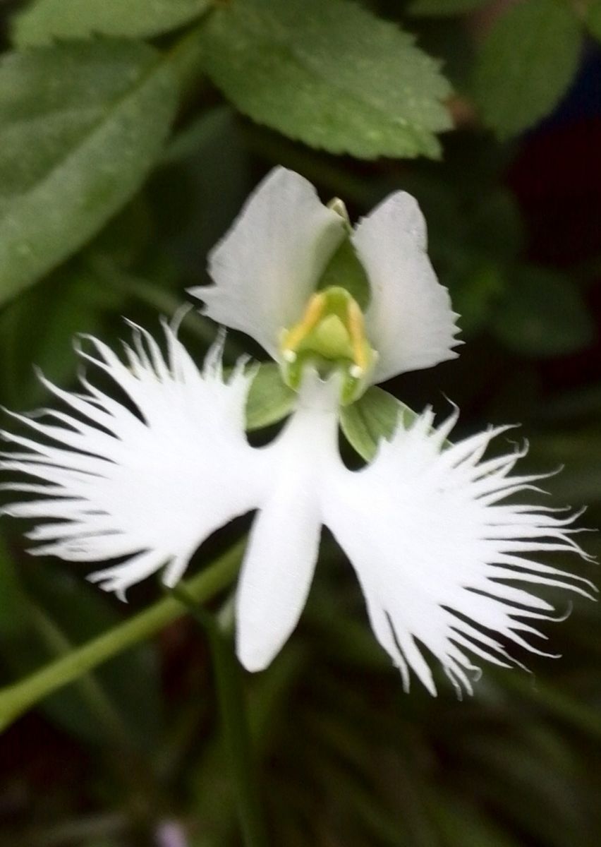 サギソウが１輪さきました　涼し気な花達