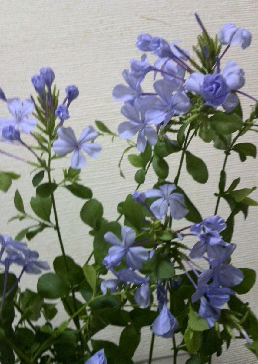 サギソウが１輪さきました　涼し気な花達