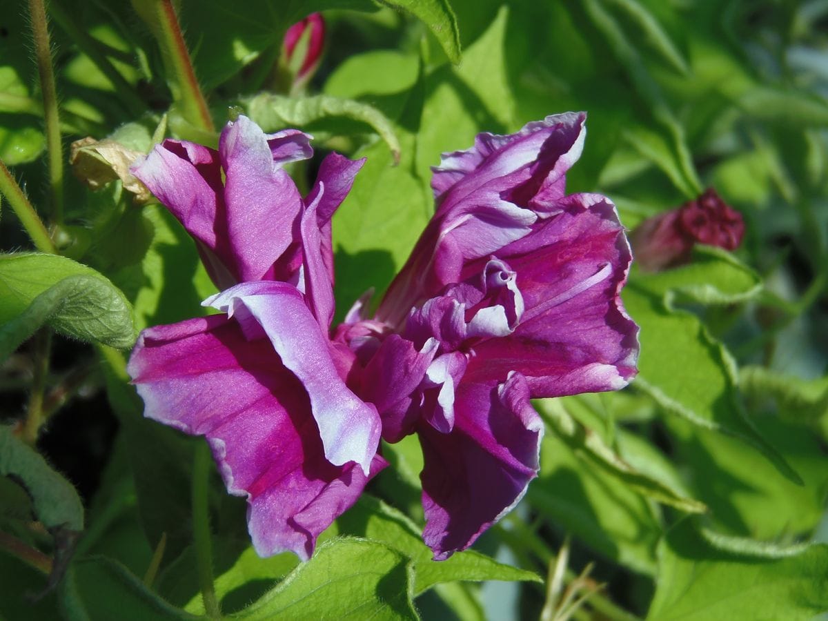 変化朝顔の花芸