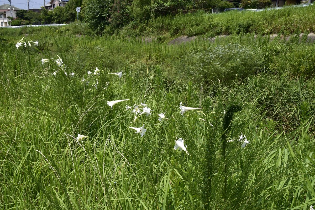 青草ぼーぼーの河川敷をすがすがしくさわやかに