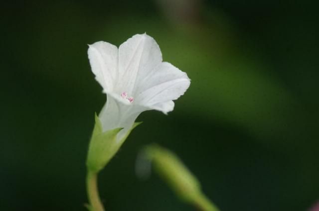 今朝の撮りたて