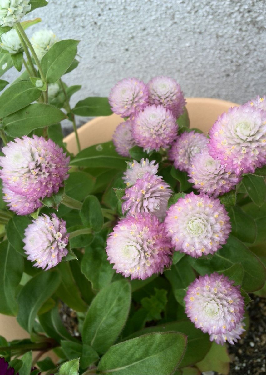 今日の花　ピンク