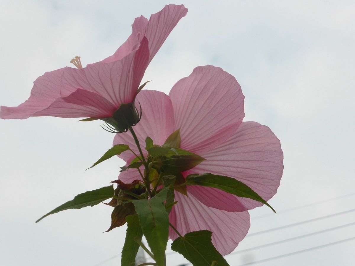 ピンクの花。