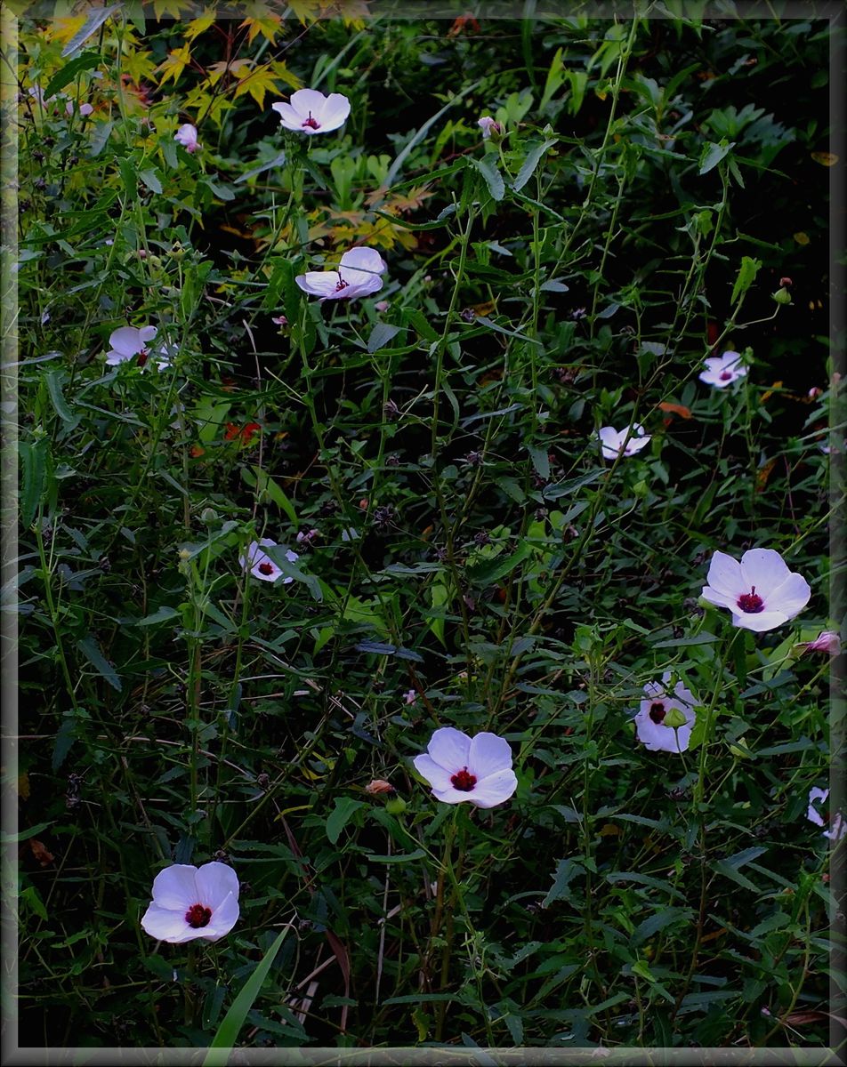 庭の花8/18