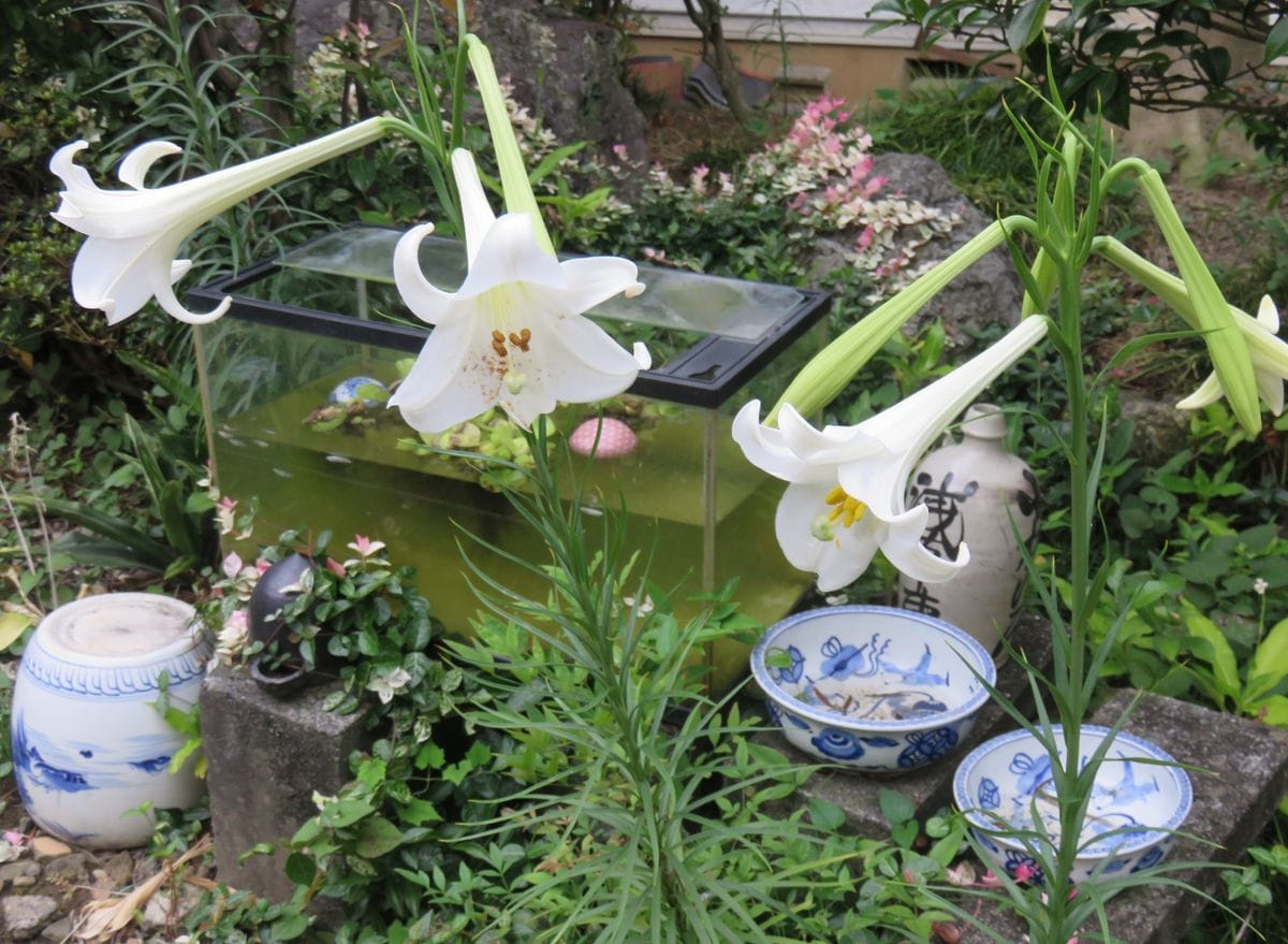 タカサゴユリ乱立の庭