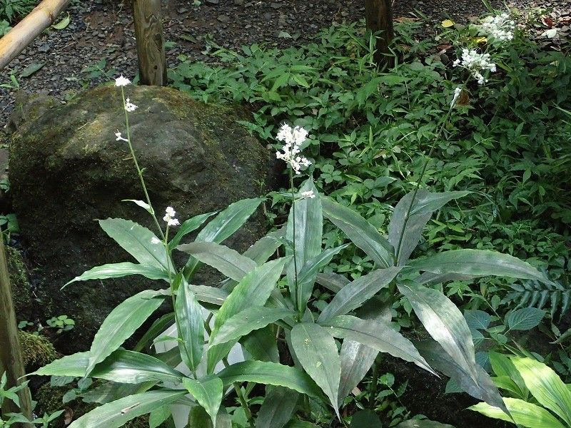 ヤブミョウガの花